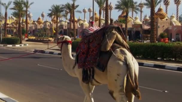Kamel går längs vägen i en turist plats nära marknaden — Stockvideo