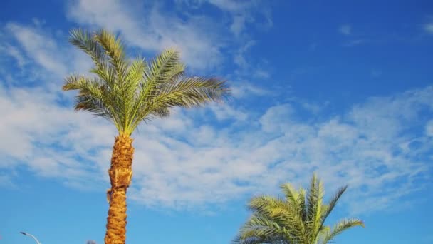 Palmbomen tegen een blauwe hemel. Zomer achtergrond — Stockvideo