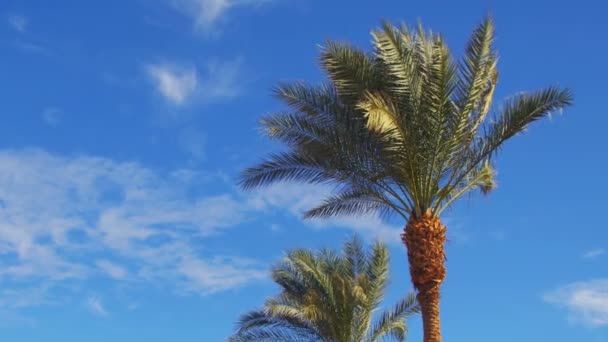 Palmbomen tegen een blauwe hemel. Zomer achtergrond — Stockvideo