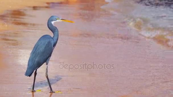 The Reef Heron Hunts for Fish on the Beach of the Red Sea in Egypt — Stock Video