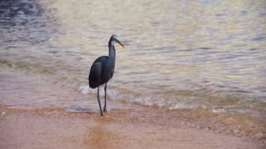 Resif Heron Mısır'daki Kızıl denizin sahilde balık avlıyor. Ağır çekim