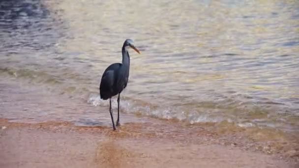 Reef Heron jagar fisk på stranden av Röda havet i Egypten. Slow Motion — Stockvideo