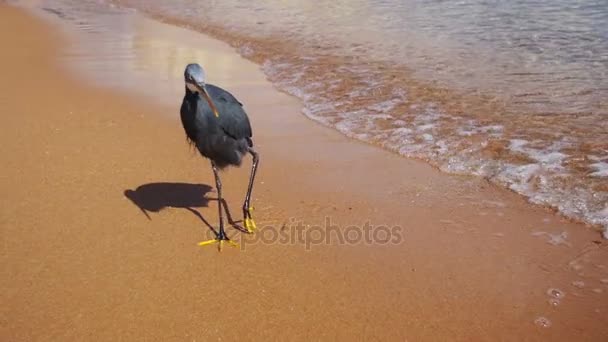 Útes Heron loví ryby na pláži Rudého moře v Egyptě. Zpomalený pohyb — Stock video