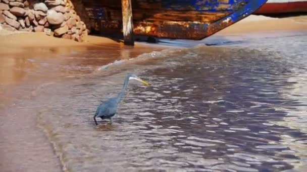 The Reef Heron Hunts for Fish on the Beach of the Red Sea in Egypt. Movimento lento — Vídeo de Stock