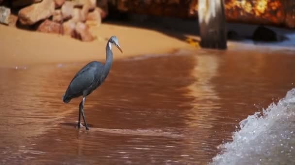 암초 헤론 이집트에서 홍 해의 해변에서 물고기에 대 한 사냥. 슬로우 모션 — 비디오