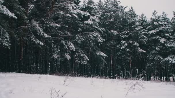 Зимний сосновый лес со снежными елками — стоковое видео