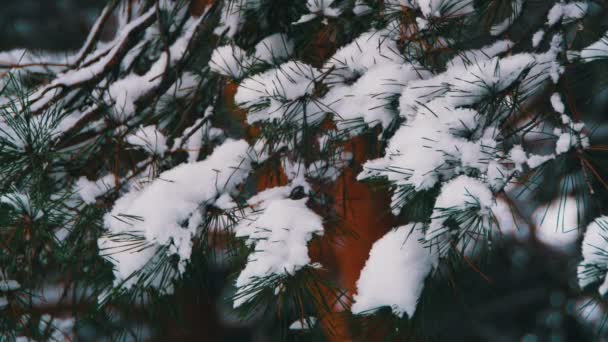 Floresta de pinheiro de inverno com ramos cobertos de neve Árvores de Natal — Vídeo de Stock