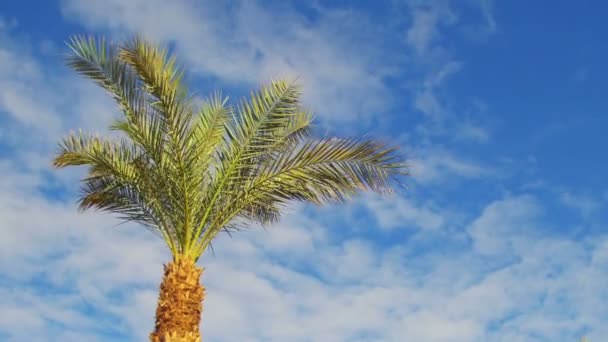 Palmeras contra un cielo azul. Fondo de verano — Vídeo de stock