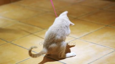 Yavru kedi içinde belgili tanımlık ev katta oynama.