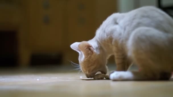 Άστεγο γατάκι ανυπόμονα τρώει ένα κομμάτι ψωμί στο πάτωμα στο σπίτι — Αρχείο Βίντεο