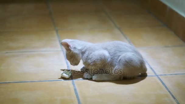 Бездомний кошеня охоче їсть шматочок хліба на підлозі вдома — стокове відео