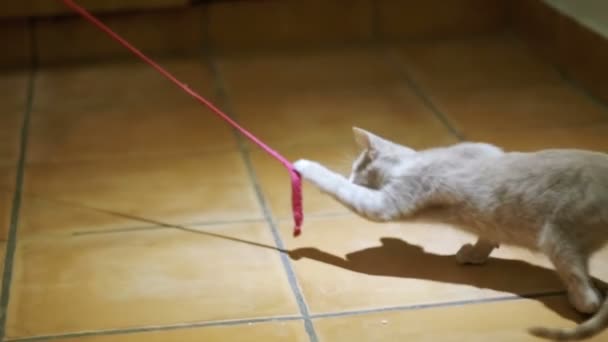 Gatito jugando en el suelo en la casa. Moción lenta — Vídeos de Stock