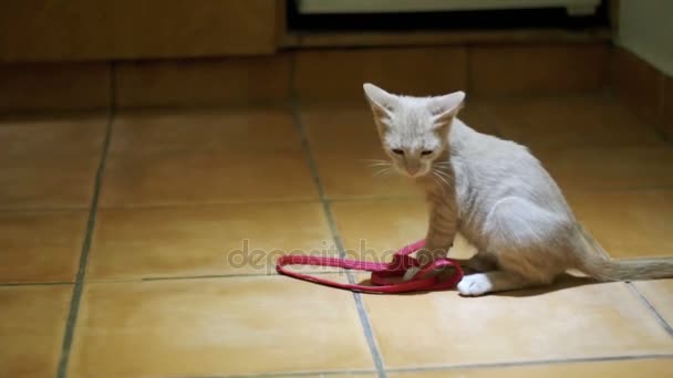 Kotě hraje na podlaze v domácnostech. Zpomalený pohyb