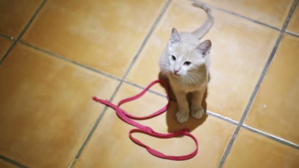 Yavru kedi içinde belgili tanımlık ev katta oynama. Ağır çekim — Stok video