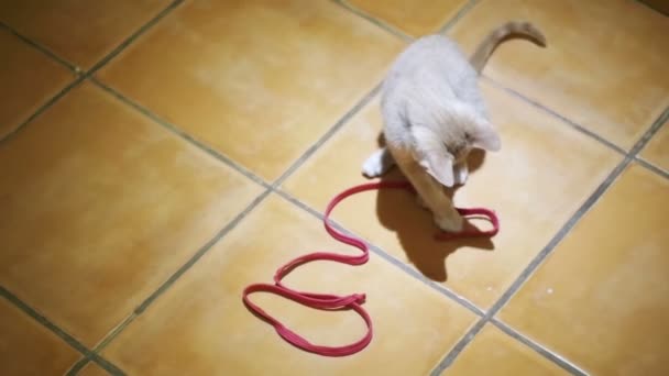 Gatito jugando en el suelo en la casa. Moción lenta — Vídeo de stock