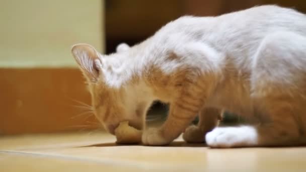 Evsiz kedi yavrusu hevesle bir parça ekmek yere evde yiyor. — Stok video