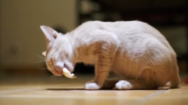 Anak kucing tunawisma bersemangat makan sepotong roti di lantai di rumah — Stok Video