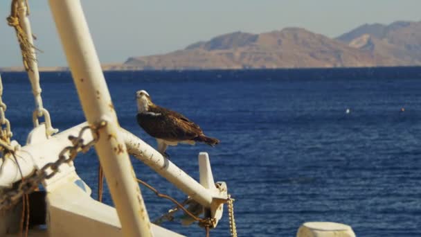 Oiseau marin de proie Balbuzard assis sur le mât des navires s'inclinant contre le fond de la mer Rouge — Video