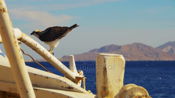 船のマストにオスプレイ座って弓し、紅海の背景で Defecates 海洋の鳥の獲物 — ストック動画