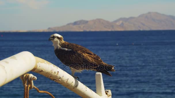 紅海の背景に対する船の弓のマストの上に座っている海洋の猛禽類のミサゴ — ストック動画