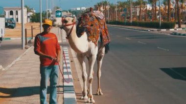 Mısır et deve ile Market yakınındaki bir turistik yerde yol boyunca