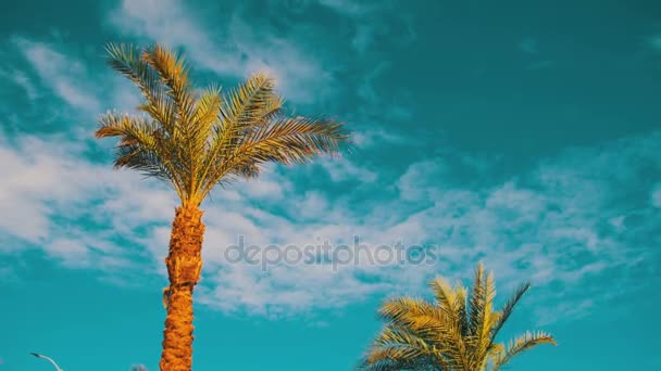 Palmbomen tegen een blauwe hemel. Zomer achtergrond — Stockvideo