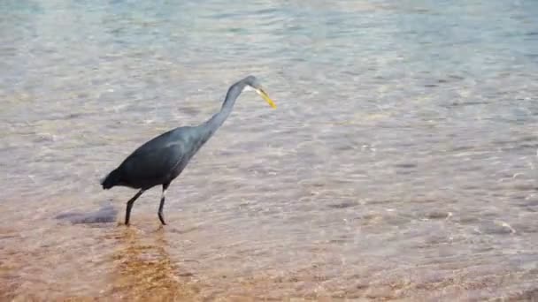 The Reef Heron Hunts for Fish on the Beach of the Red Sea in Egypt. Slow Motion — Stock Video