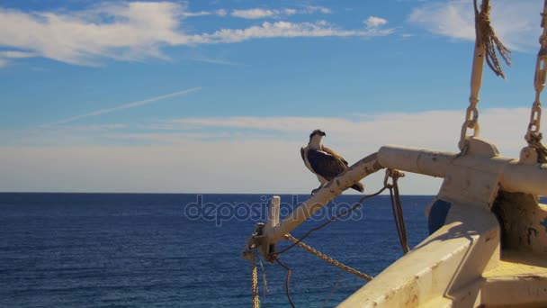 紅海の背景に対する船の弓のマストの上に座っている海洋の猛禽類のミサゴ — ストック動画