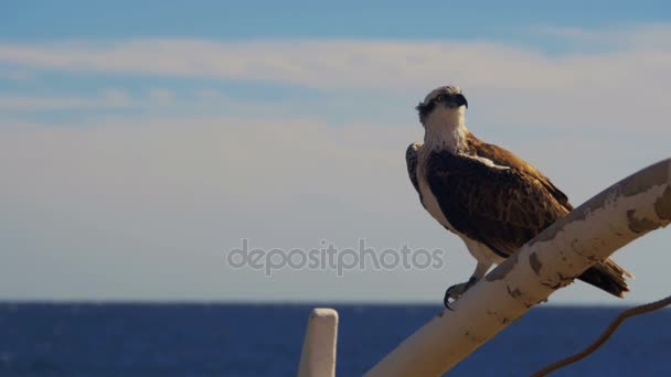 Osprey morskich ptaków drapieżnych siedzi na maszcie łuk statków na tle morza czerwonego — Wideo stockowe