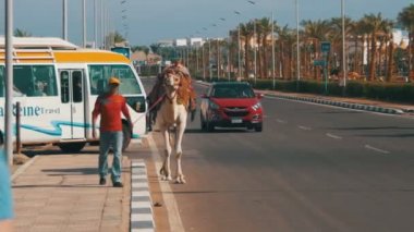 Mısır et deve ile Market yakınındaki bir turistik yerde yol boyunca