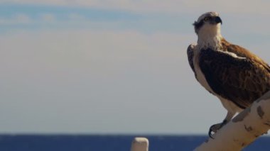 Deniz atmaca Osprey Kızıldeniz çerçevede gemiler pruva direği oturur