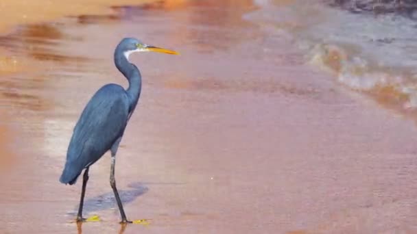 岩鹭寻觅鱼在埃及红海边的沙滩上 — 图库视频影像