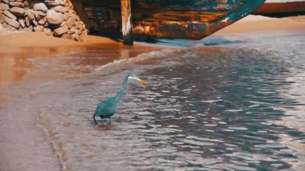 The Reef Heron Hunts for Fish on the Beach of the Red Sea in Egypt. Movimento lento — Vídeo de Stock