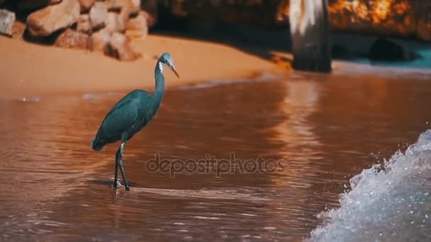 La barriera corallina Heron caccia pesce sulla spiaggia del Mar Rosso in Egitto. Rallentatore — Video Stock