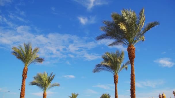 Pálmafák, szemben a kék eget. Nyári háttér — Stock videók