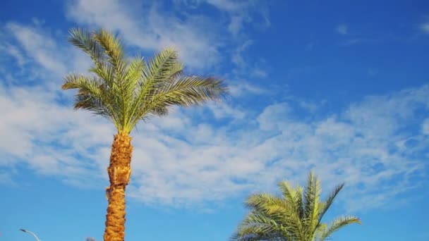 Pálmafák, szemben a kék eget. Nyári háttér — Stock videók