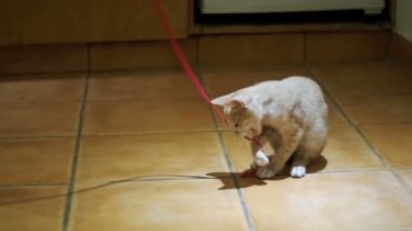 Yavru kedi içinde belgili tanımlık ev katta oynama. Ağır çekim