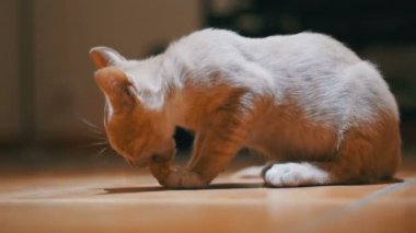 Evsiz kedi yavrusu hevesle bir parça ekmek yere evde yiyor.