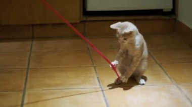 Yavru kedi içinde belgili tanımlık ev katta oynama. Ağır çekim