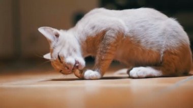 Evsiz kedi yavrusu hevesle bir parça ekmek yere evde yiyor.