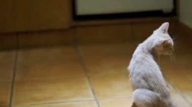 Yavru kedi içinde belgili tanımlık ev katta oynama. Ağır çekim