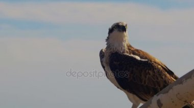Deniz atmaca Osprey Kızıldeniz çerçevede gemiler pruva direği oturur