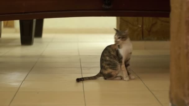 Gato gris sin hogar lamiendo el suelo — Vídeo de stock