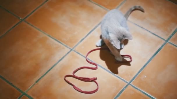 Gatito jugando en el suelo en la casa. Moción lenta — Vídeo de stock