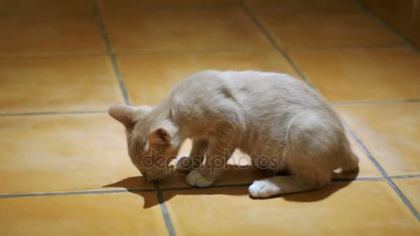 Gattino senzatetto mangia con entusiasmo un pezzo di pane sul pavimento a casa — Video Stock