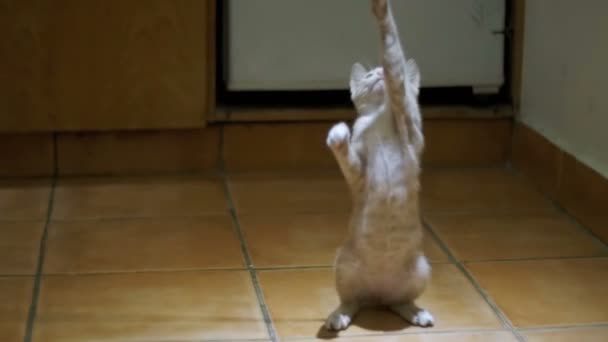 Kitten playing on the floor in the home. Slow Motion — Stock Video