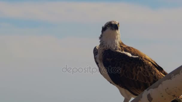 Mariene Roofvogel Osprey zit op de Mast van de boog van de schepen tegen de achtergrond van de rode zee — Stockvideo