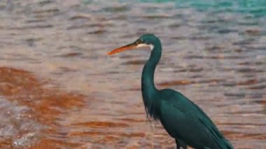 Resif Heron Mısır'daki Kızıl denizin sahilde balık avı
