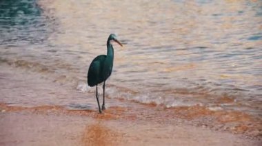 Resif Heron Mısır'daki Kızıl denizin sahilde balık avlıyor. Ağır çekim