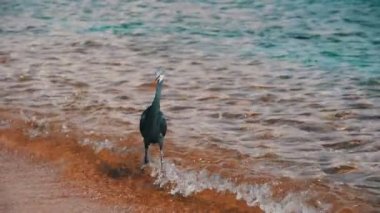 Resif Heron Mısır'daki Kızıl denizin sahilde balık avlıyor. Ağır çekim